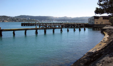 Shelly Bay