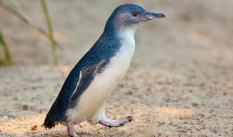 little blue penguins