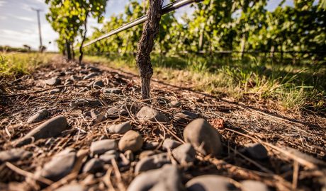 Gimblett Gravels