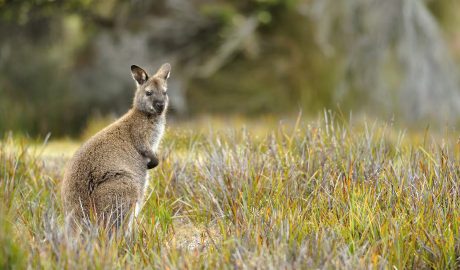 Wallabies