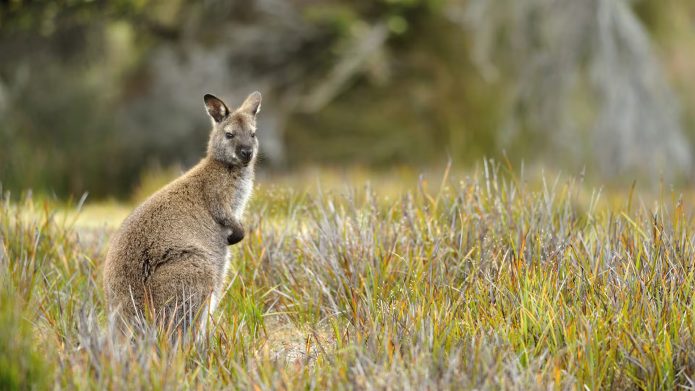 Wallabies