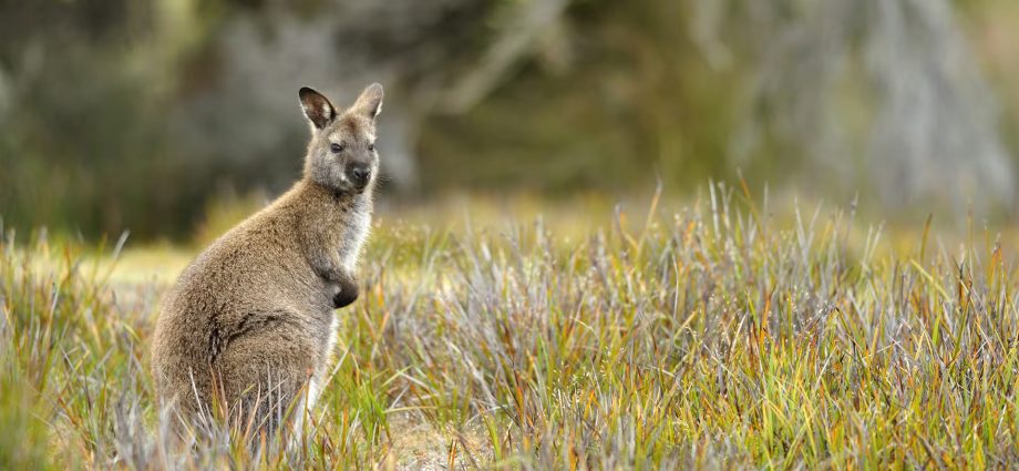 Wallabies