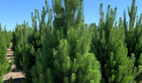 Christmas tree farmer