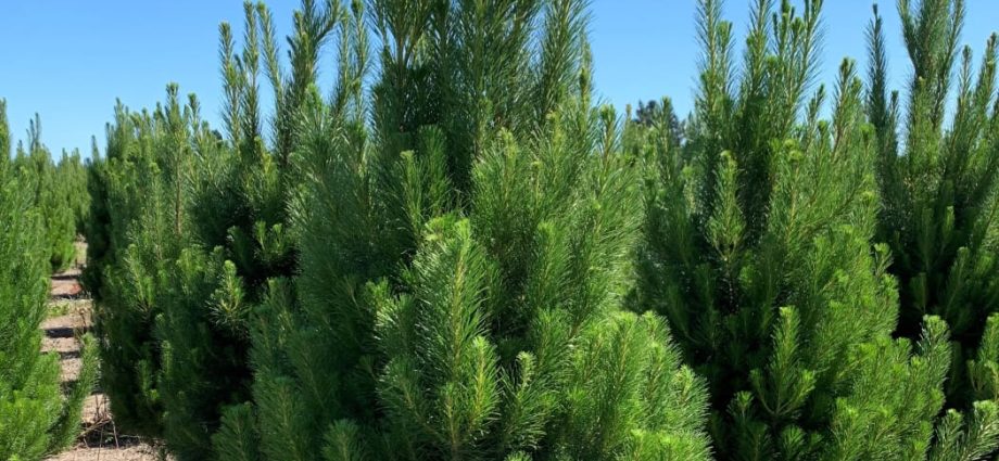 Christmas tree farmer